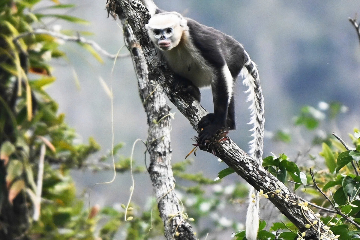 images of the world s rarest snub-nosed monkey in tuyen quang picture 6