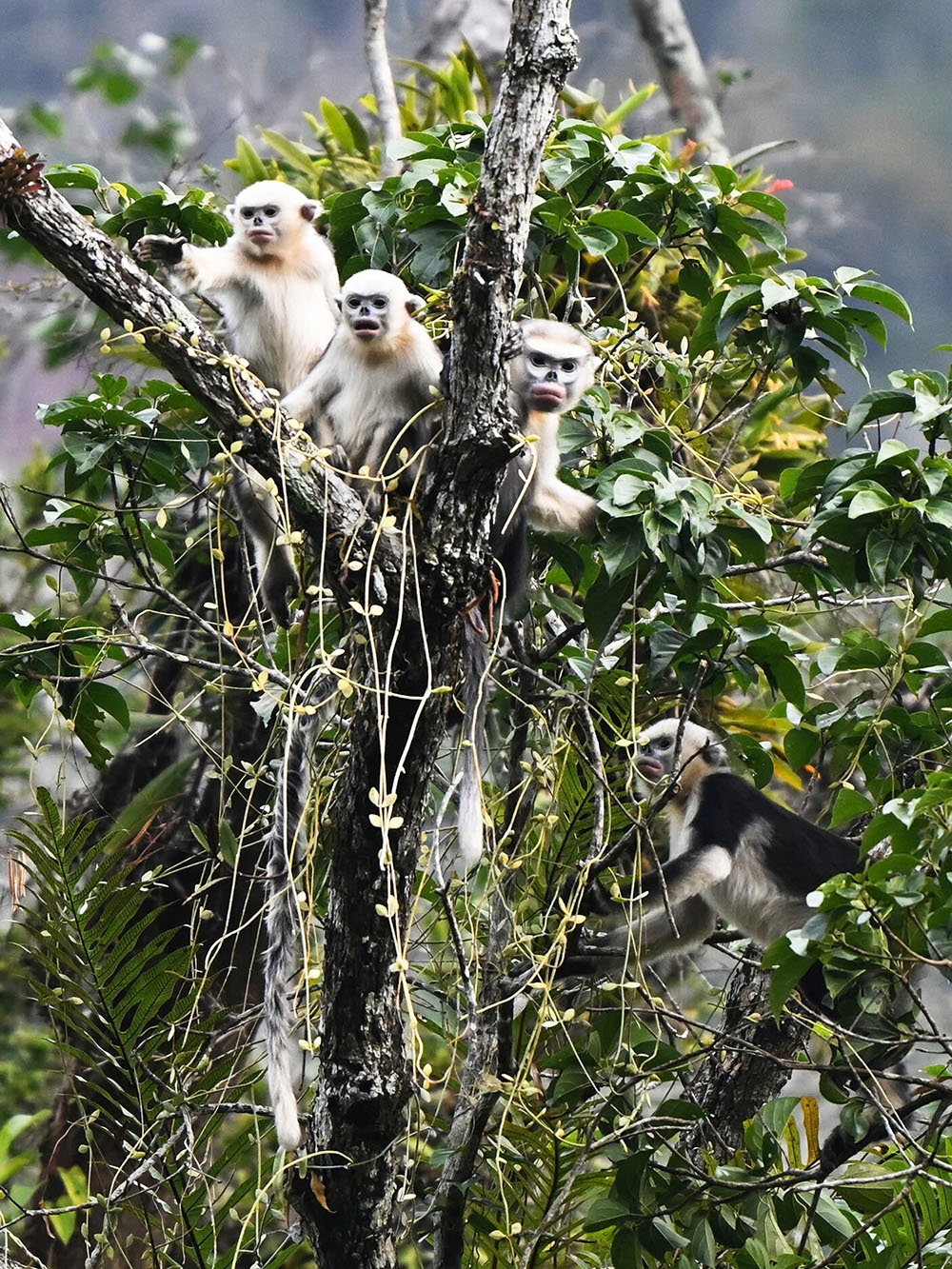 images of the world s rarest snub-nosed monkey in tuyen quang picture 7