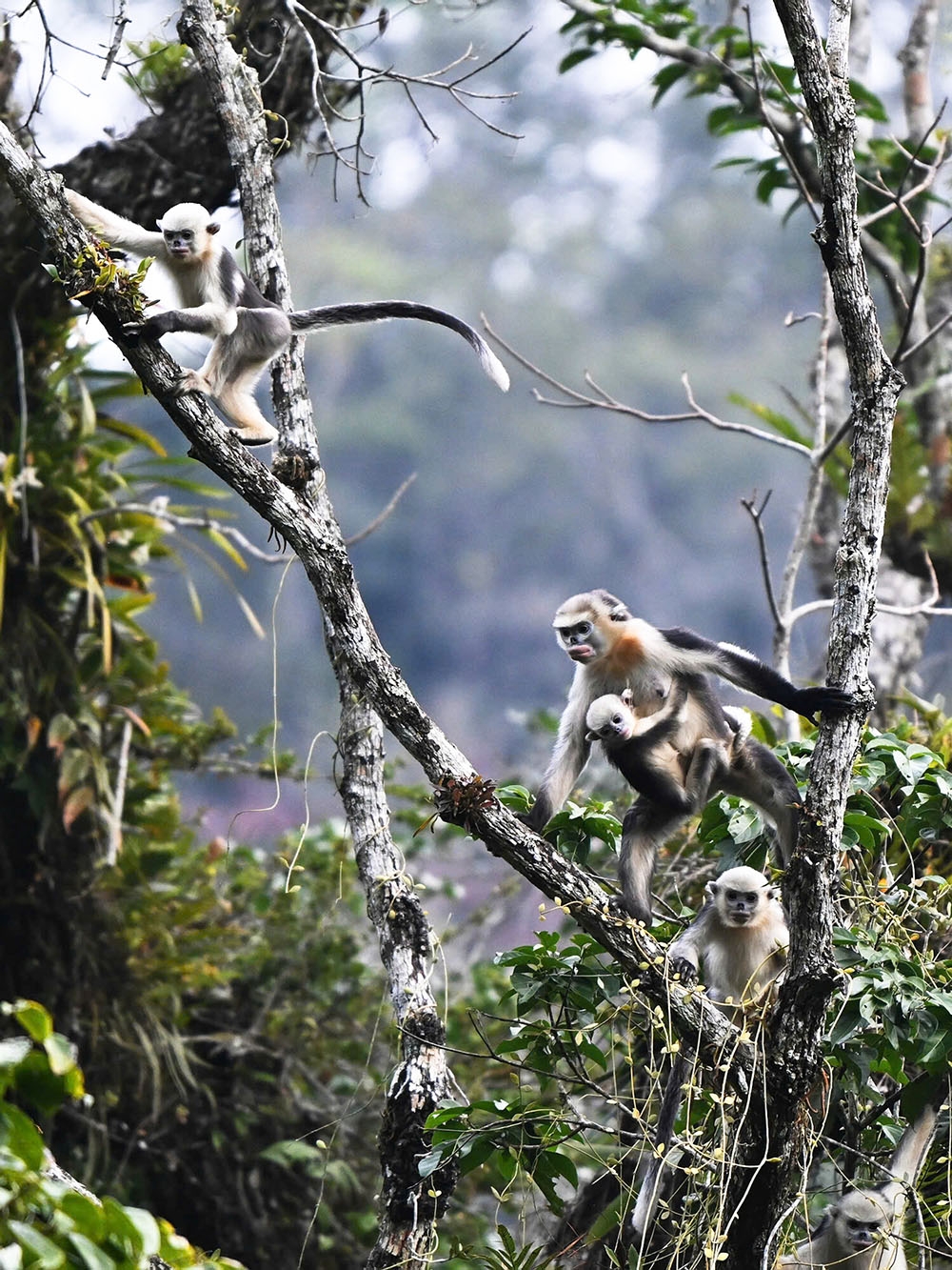 images of the world s rarest snub-nosed monkey in tuyen quang picture 9