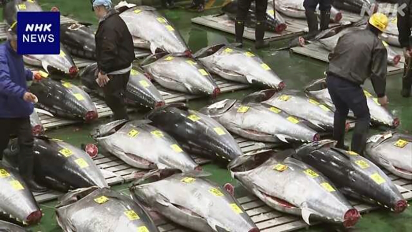 Dau gia ca ngu vay xanh dau nam moi tai nhat ban lap ky luc moi hinh anh 3