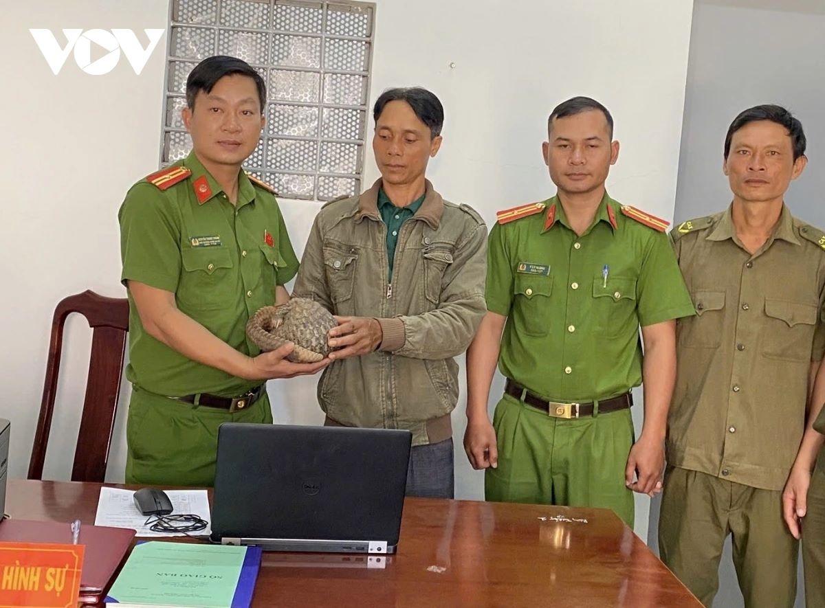 rare sunda pangolin handed over after wandering into local home picture 1