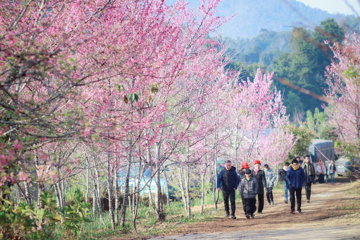 Rực rỡ sắc hoa anh đào trên mảnh đất lịch sử Mường Phăng