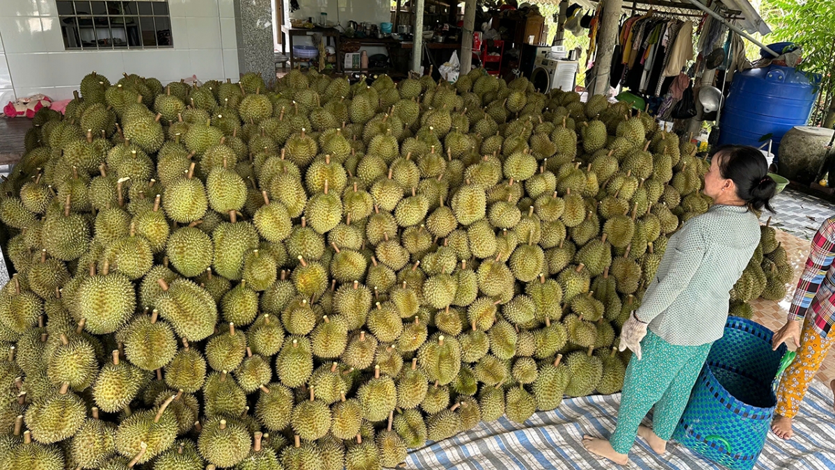 nhieu giai phap truy xuat nguon goc trai sau rieng phuc vu xuat khau hinh anh 2