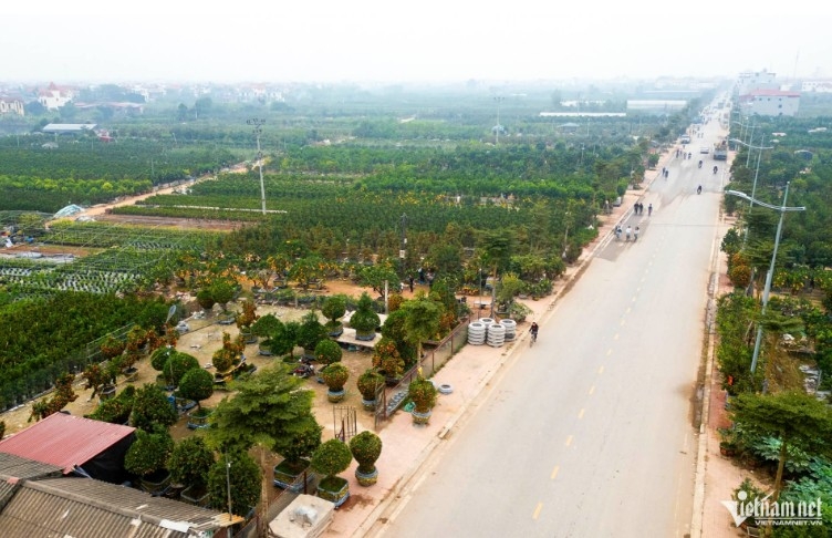 quyt canh tao hinh ngua doc la, gia hang chuc trieu dong hut khach dip tet hinh anh 1