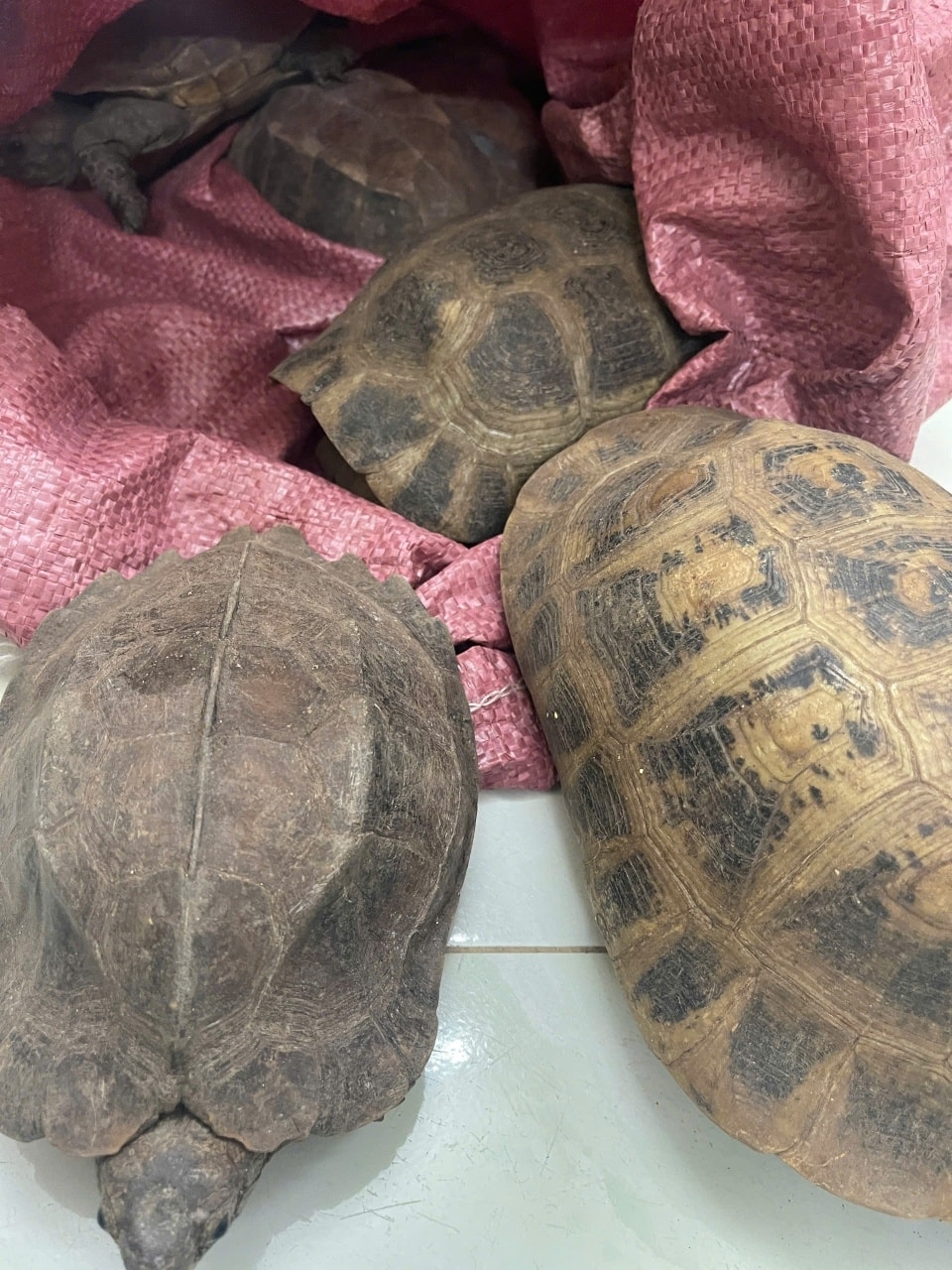 Bắt gặp 8 cá thể rùa quý hiếm ven đường, người dân giao nộp công an