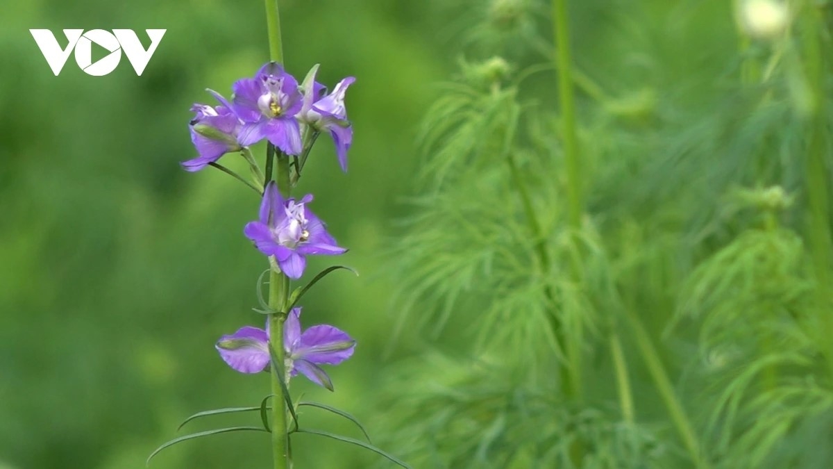hanoi flower growers rush to prepare for lunar new year demand picture 10