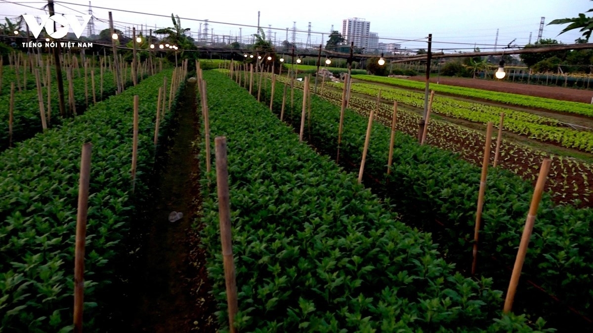 hanoi flower growers rush to prepare for lunar new year demand picture 4