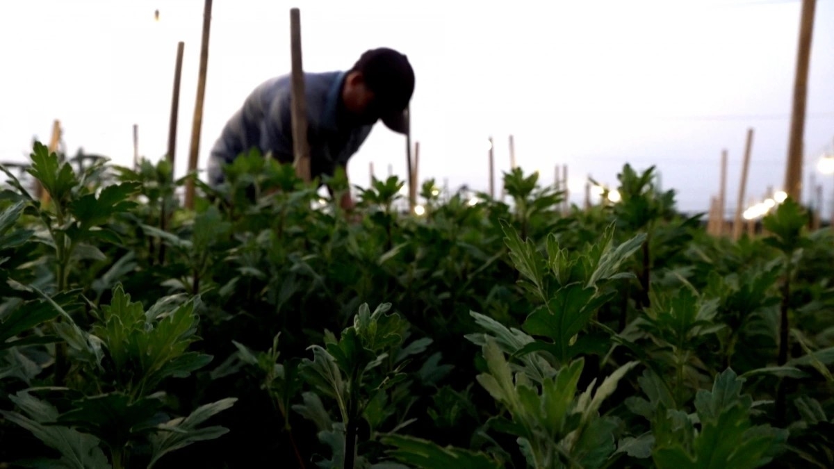 hanoi flower growers rush to prepare for lunar new year demand picture 5