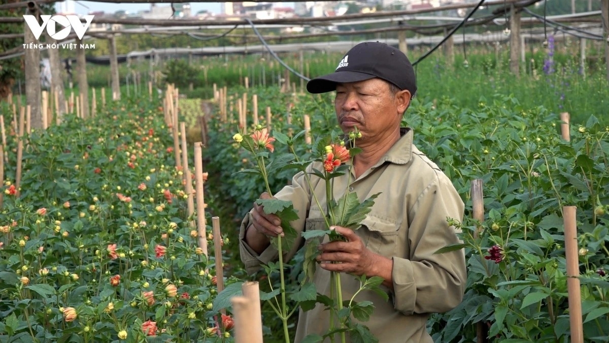 hanoi flower growers rush to prepare for lunar new year demand picture 6