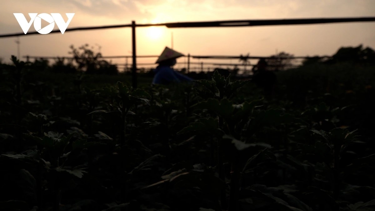 hanoi flower growers rush to prepare for lunar new year demand picture 7