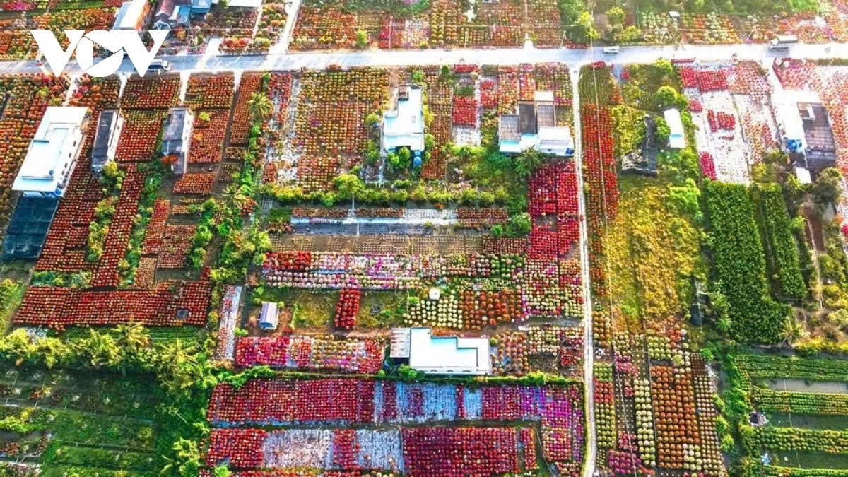 phu son s bougainvillea kingdom in full bloom ahead of lunar new year picture 1