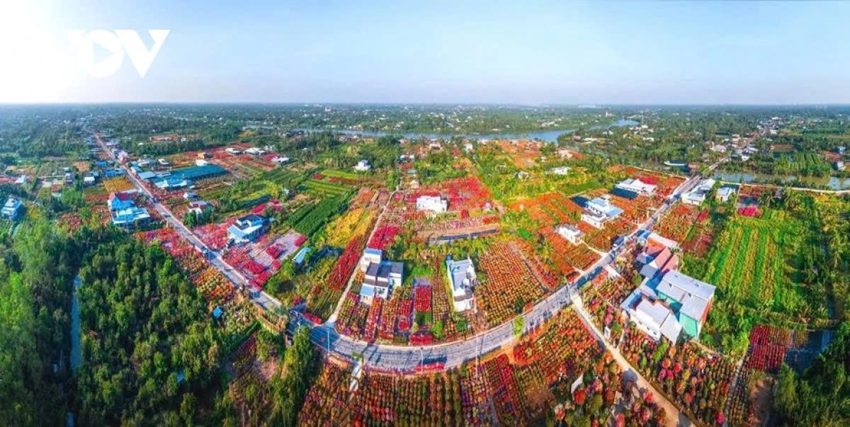 phu son s bougainvillea kingdom in full bloom ahead of lunar new year picture 2