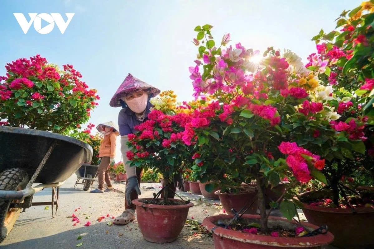 phu son s bougainvillea kingdom in full bloom ahead of lunar new year picture 3