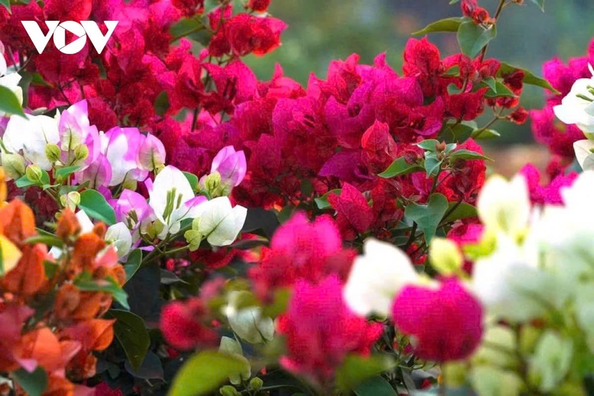 phu son s bougainvillea kingdom in full bloom ahead of lunar new year picture 4