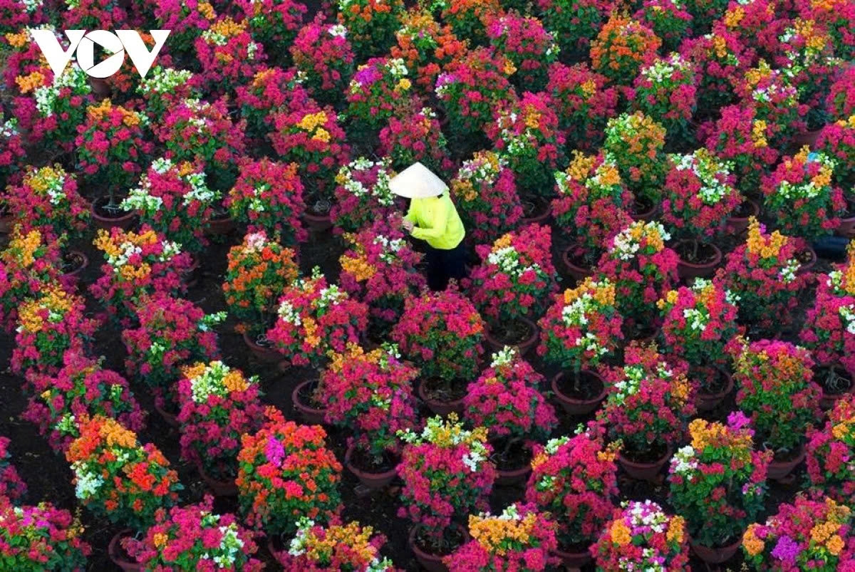 phu son s bougainvillea kingdom in full bloom ahead of lunar new year picture 5
