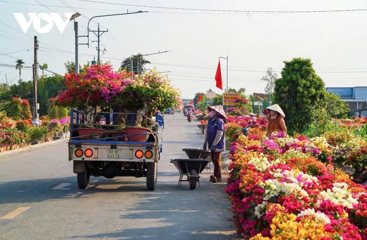 phu son s bougainvillea kingdom in full bloom ahead of lunar new year picture 6