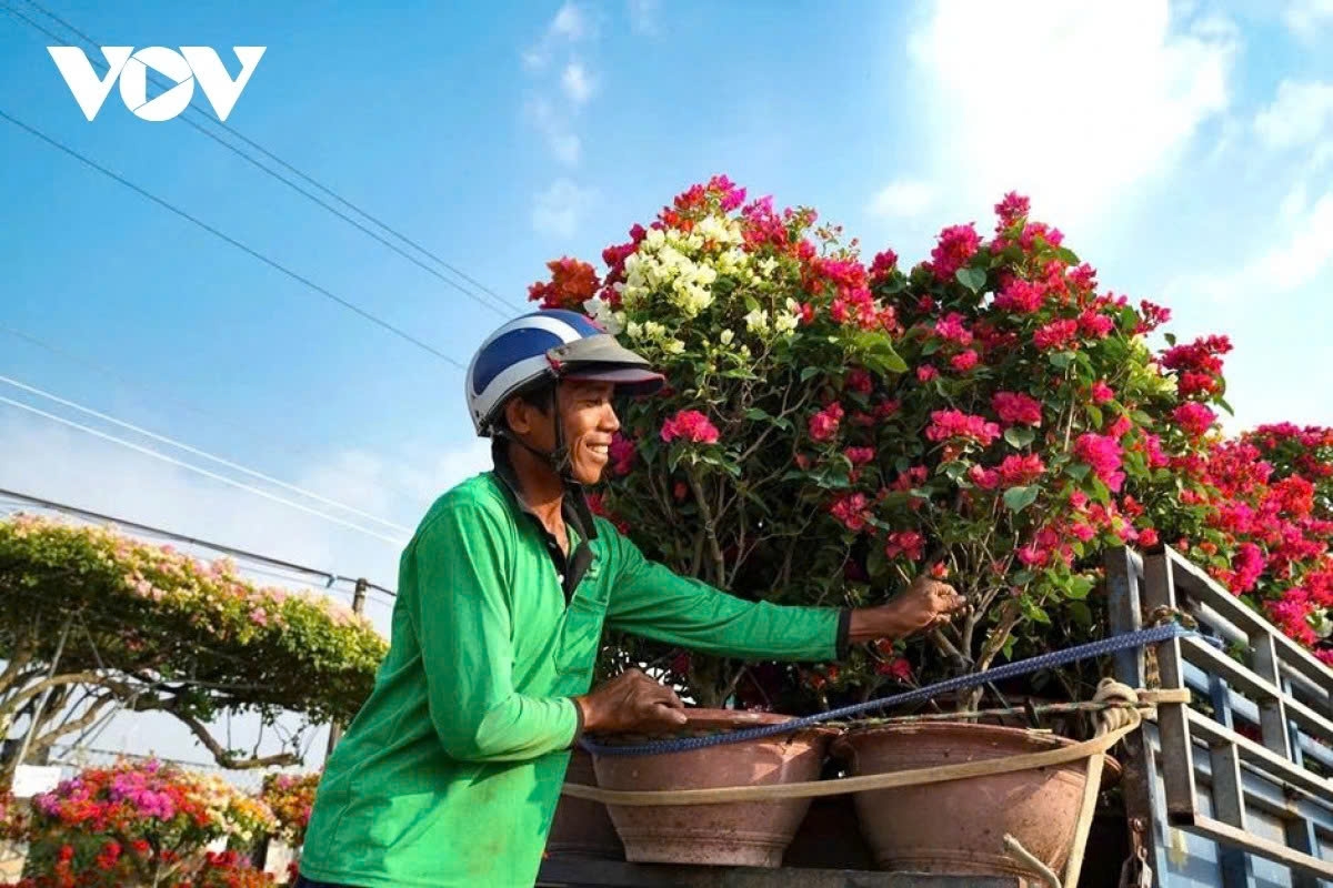 phu son s bougainvillea kingdom in full bloom ahead of lunar new year picture 7