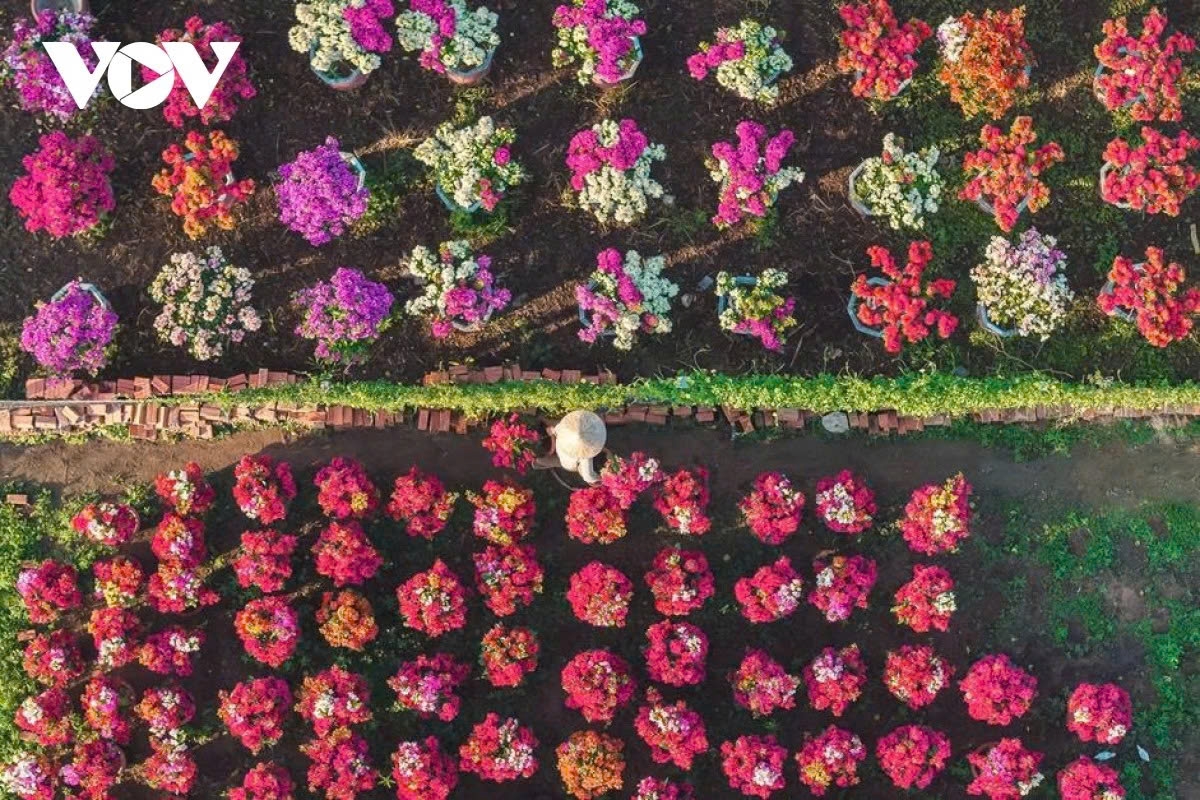 phu son s bougainvillea kingdom in full bloom ahead of lunar new year picture 9
