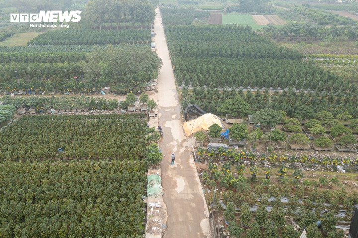 unique bonsai kumquat trees mark lunar new year of horse picture 1