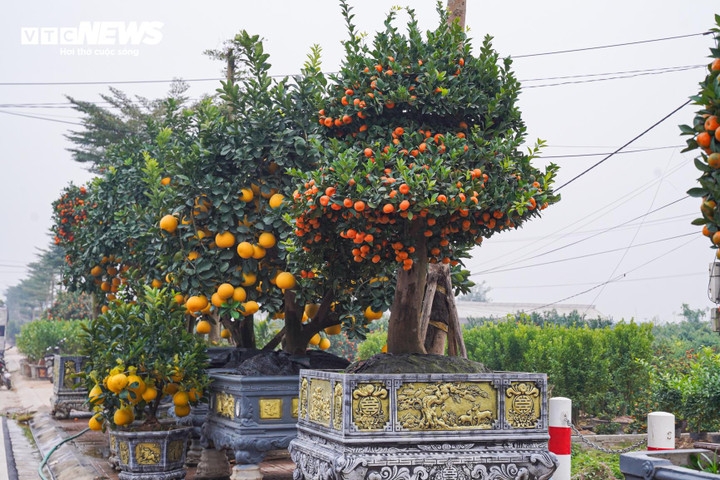 unique bonsai kumquat trees mark lunar new year of horse picture 11