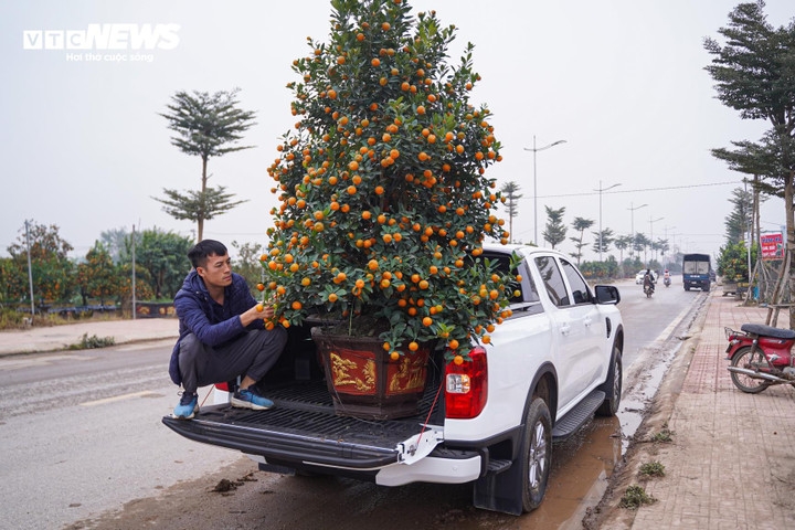 unique bonsai kumquat trees mark lunar new year of horse picture 13