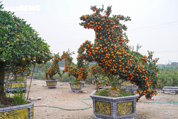 unique bonsai kumquat trees mark lunar new year of horse picture 3