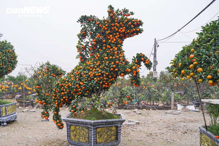 unique bonsai kumquat trees mark lunar new year of horse picture 5