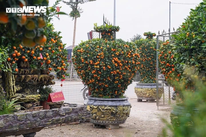 unique bonsai kumquat trees mark lunar new year of horse picture 7