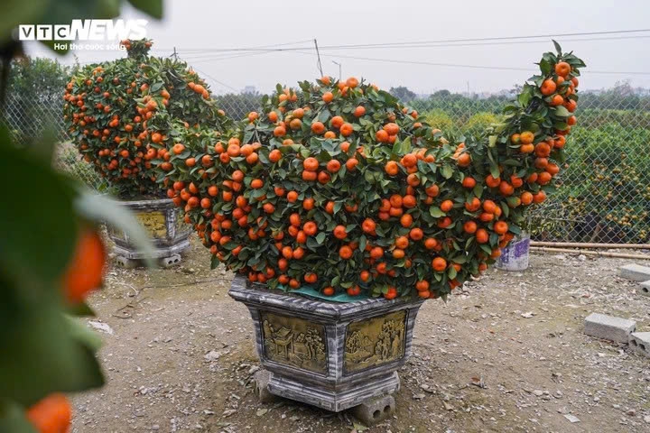 unique bonsai kumquat trees mark lunar new year of horse picture 8