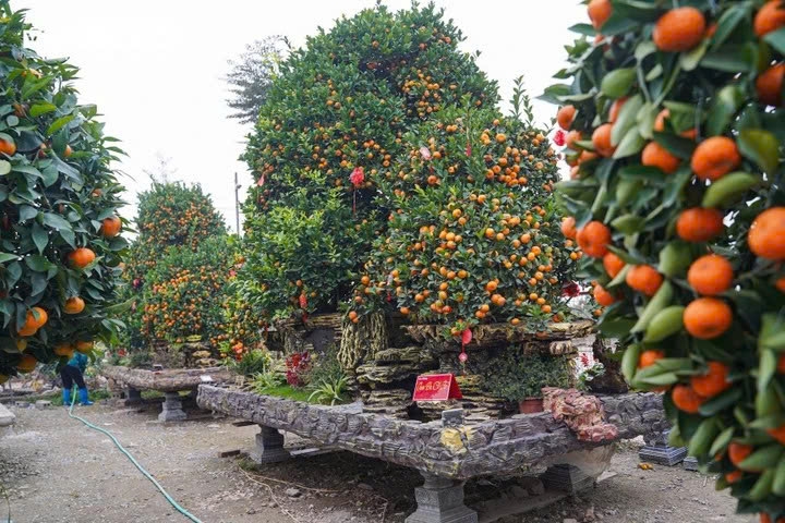 unique bonsai kumquat trees mark lunar new year of horse picture 9