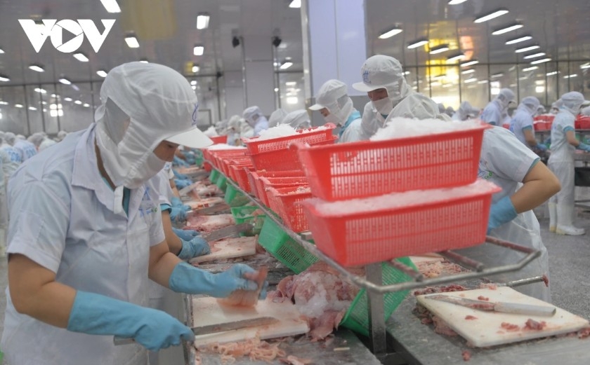 pangasius exports surpass target amid sustainability challenges picture 3