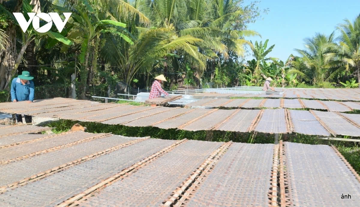 200-year-old rice paper village busy preparing for tet picture 1