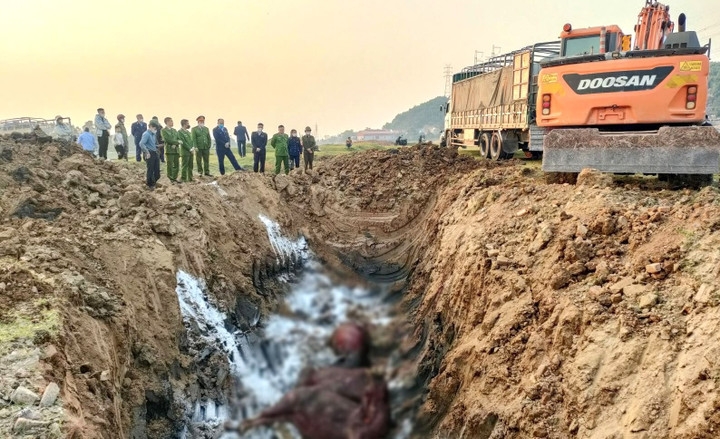 Tiêu huỷ 13 con trâu nhiễm lở mồm long móng suýt bị đưa đi tiêu thụ tại Bắc Ninh