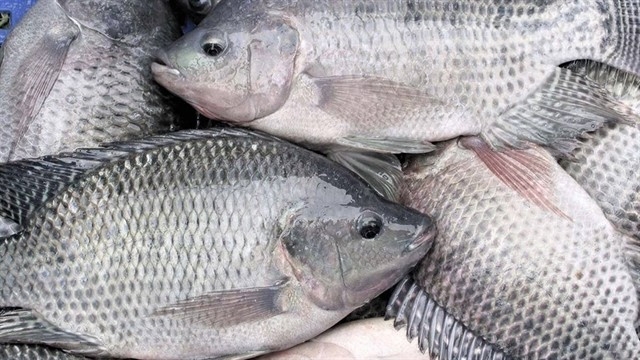 vietnam s tilapia exports to us accelerate picture 1