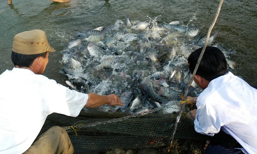 vietnam, us launch us 15.2 million tilapia development project picture 1