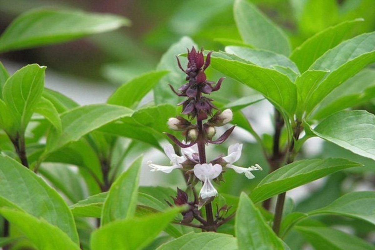  vua cac loai rau thom ban re nhu cho o cho viet, sieu bo duong, ngua du benh hinh anh 1