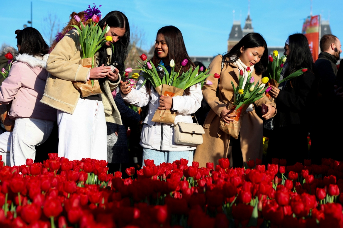 tung bung ngay hoa tulip quoc gia lan thu 13 tai ha lan hinh anh 2