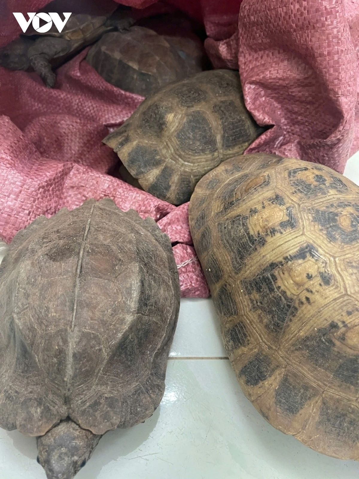 eight rare turtles handed over after being found on roadside in vietnam picture 1