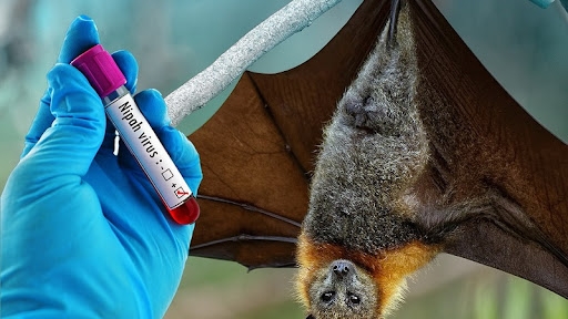 bộ y tế khẩn cấp yêu cầu tăng cường giám sát virus nipah ngay tại cửa khẩu hình ảnh 1 bo y te khan cap yeu cau tang cuong giam sat virus nipah ngay tai cua khau hinh anh 1
