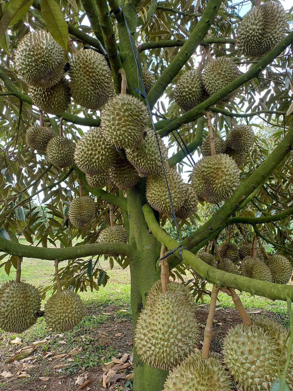 Vườn sầu riêng ở Đồng Tháp: Ri6 rớt giá, Monthong khan hàng