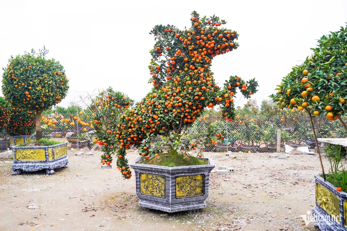 Quýt cảnh tạo hình ngựa độc lạ, giá hàng chục triệu đồng hút khách dịp Tết