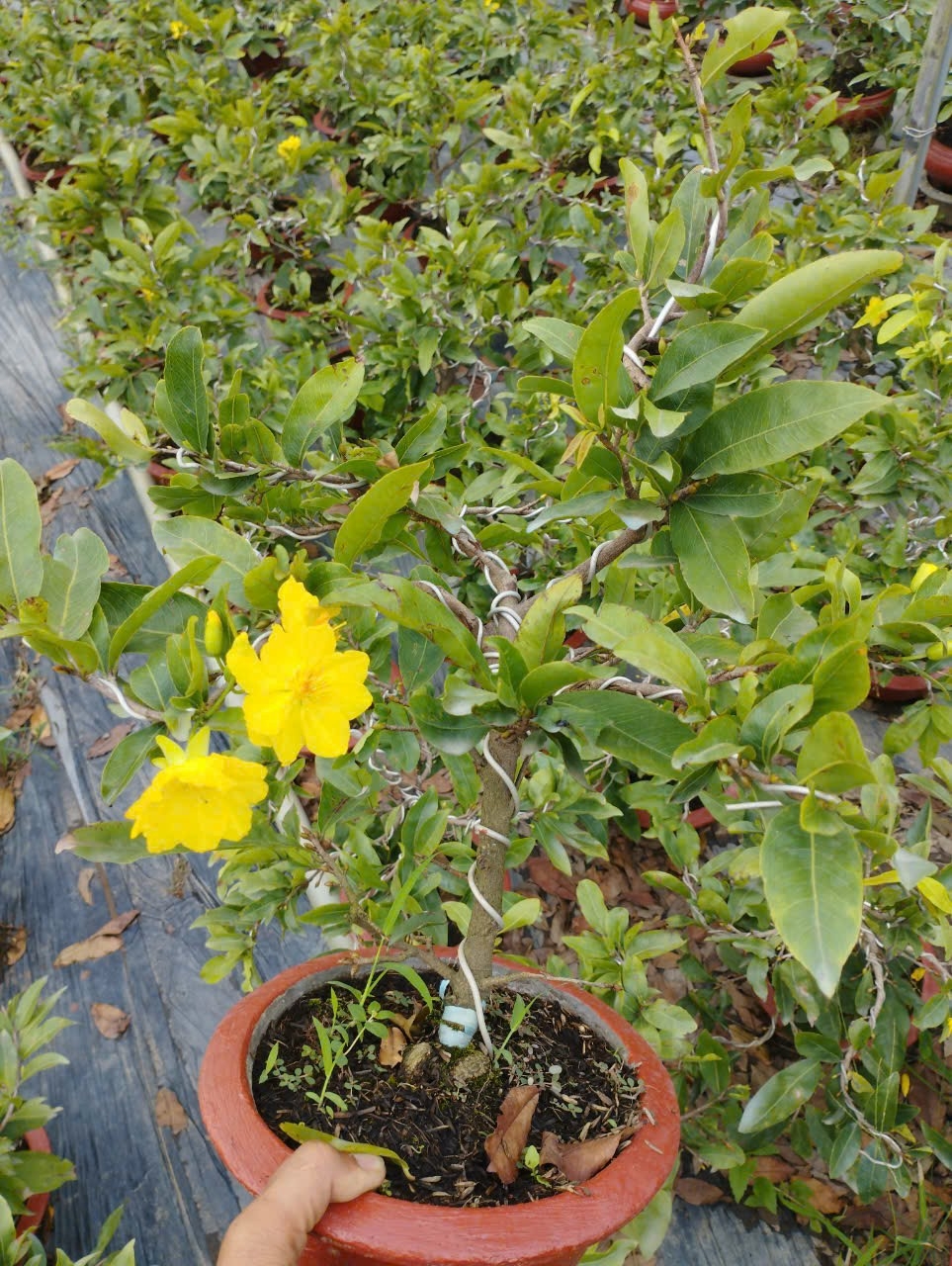 Mai mini giá chỉ vài chục nghìn đồng hút khách dịpTết