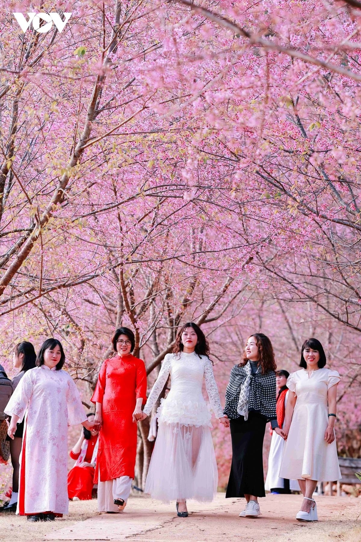 cherry blossoms paint moc chau plateau pink, drawing spring visitors picture 1