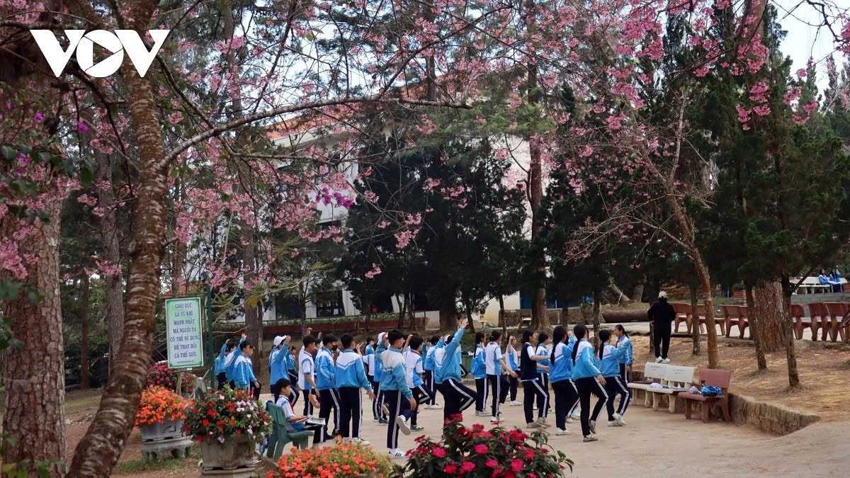 cherry blossoms burst into bloom in da lat as spring arrives picture 10