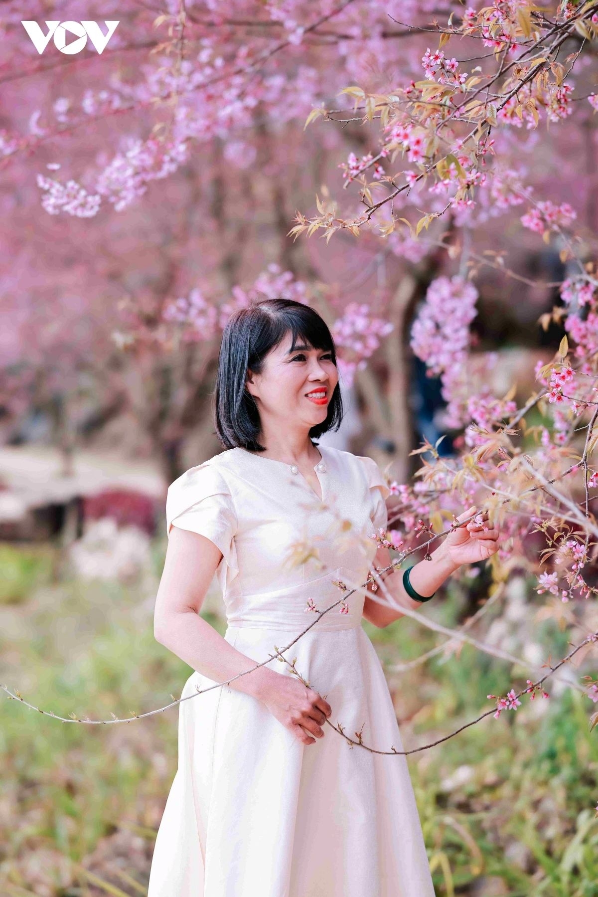 cherry blossoms paint moc chau plateau pink, drawing spring visitors picture 10