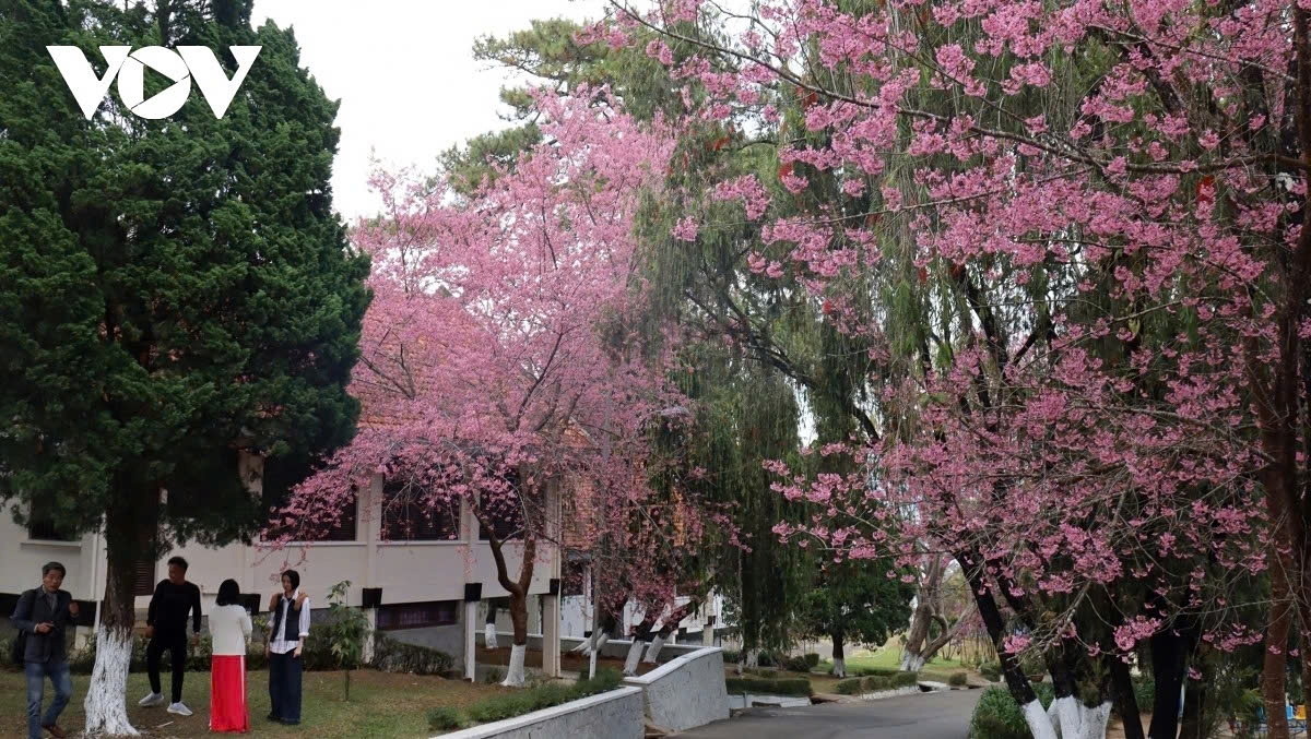 cherry blossoms burst into bloom in da lat as spring arrives picture 11