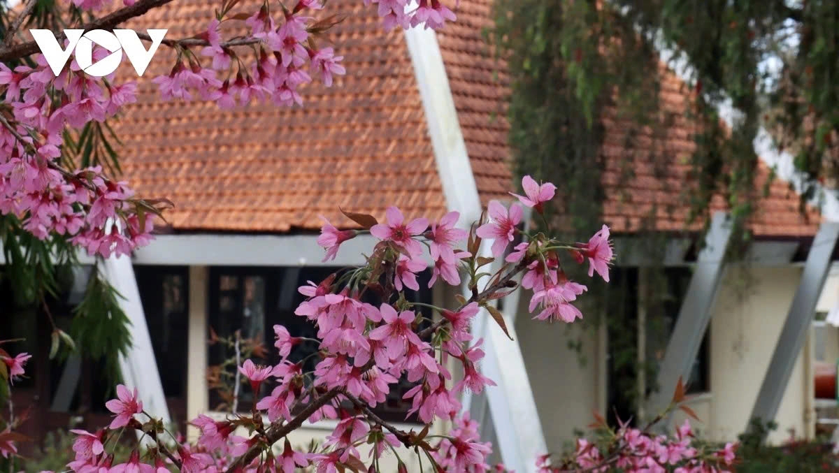 cherry blossoms burst into bloom in da lat as spring arrives picture 14