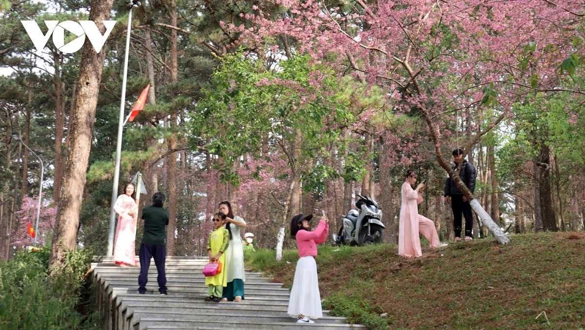 cherry blossoms burst into bloom in da lat as spring arrives picture 15