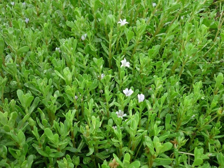 Rau đắng bất ngờ “lên đời” nhờ lợi ích vàng cho sức khỏe