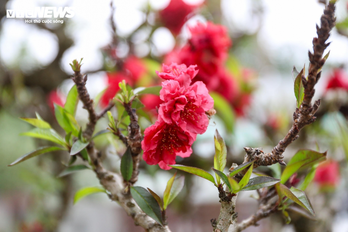 Độc lạ cặp đào thất thốn leo gỗ hoàng đàn giá gần 1 tỷ đồng